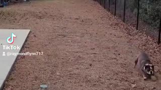 English Bulldog plays football