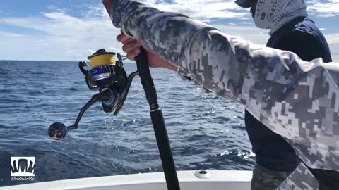 Hannibal Bank, Panama Yellowfin Tuna