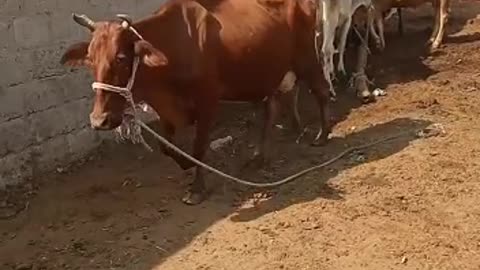 Cow going