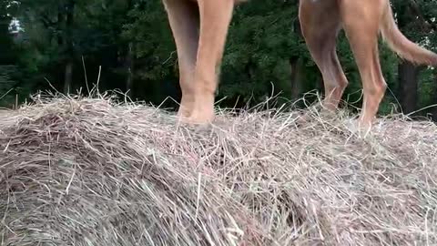 Dogs Jumping hay bales