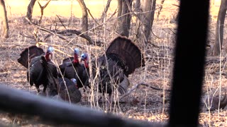 Bully Turkeys FIGHT