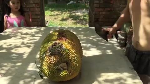 How To Pick & Eat a 90 Lbs Jackfruit!