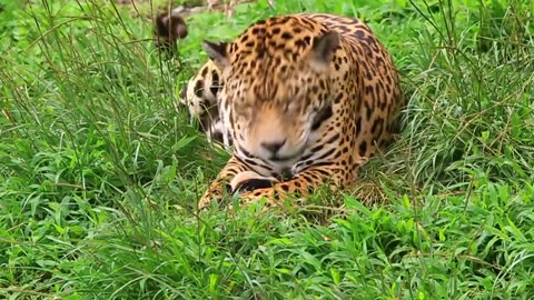 Tiger | Cheetah | lynx | Leopard | Big Cats