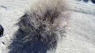 Rabbit Bunker in the Mojave desert @ Barstow CA