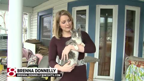 Shelter takes in 'wobbly' cats