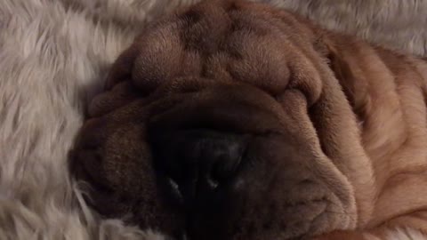 Clumsy wrinkly puppy