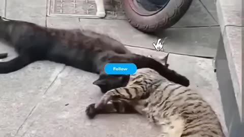 Fanny cat and kittycat video, Fanny Dog video
