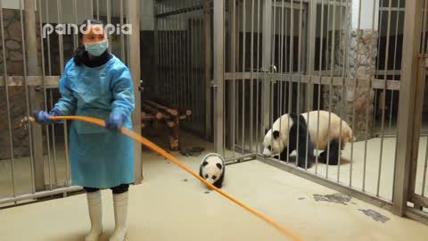 Panda keeper gives the baby cub back to his mum