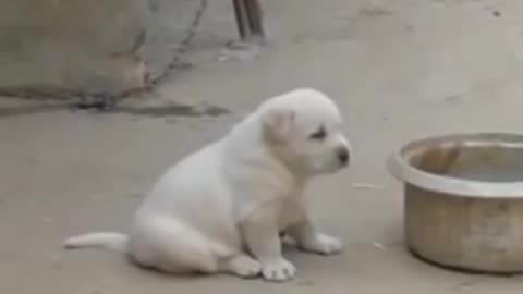 Baby Dog viral funny video 🤣🤣