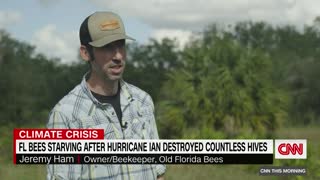 Hurricane Ian left bees starving in Florida. Here's why they need us