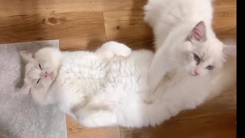 Cat gives his friend a massage
