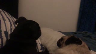 Pugs sucking Soother