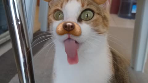 Cat kerimcan