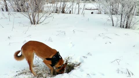 Hunting Dogs in Winter