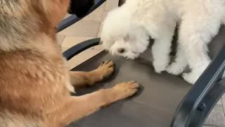 German Shepard punches Maltipoo!