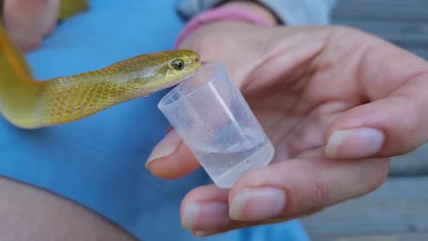 Aurora House Snake (Lamprophis aurora) being fed water