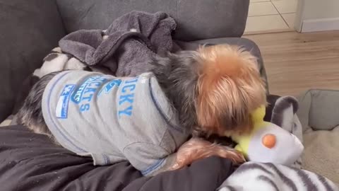 Cute Yorkie Loves His Little Duck Toy