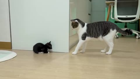 The Rescued Kitten Tries to Fight the Big Cat that is 10 Times Bigger │ Episode.09