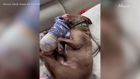 Rescue pitbull and toddler cuddle in adorable footage