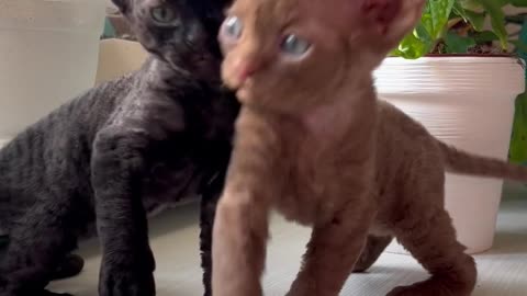 Two Sweet Kittens are Playing and Enjoying - #entertainment
