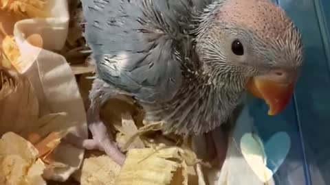 Baby Indian Ringnecks are worthy of being watched