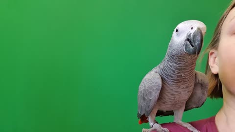 how parrot spends time