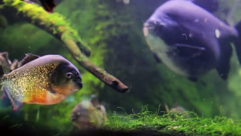 fish and moss in a fish tank