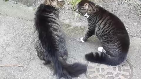 Funny Cats Arguing 🤣🤣 Cats Talking To Each Other Compilation || NEW HD || Sanatansss || D M L