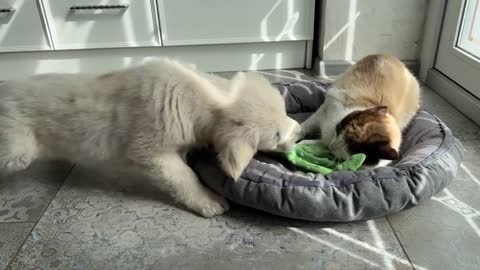 What does a Golden Retriever Puppy do when a Cat Occupied her Bed