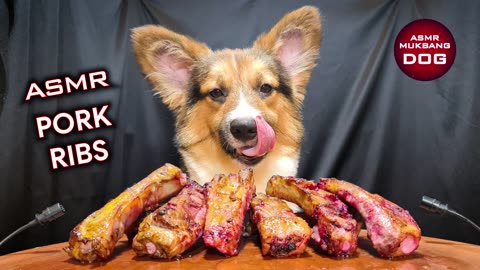 PUPPY DOG EATING PORK RIBS | dog funny video| FUNNY VIDEOS FOR KIDS