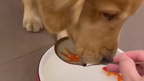 GOLDEN RETRIEVER NOT ALLOWING TO TOUCH HIS GOLDEN FISH PET.mp4