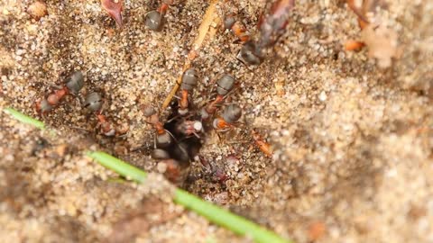 Funny ants create their home on beautifull place and search some food.