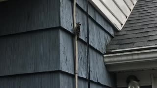 Woodpecker Hammering Away at House