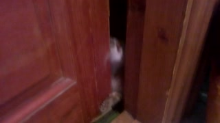 the cat is pounding on the door