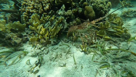 Belize's Barrier Reef