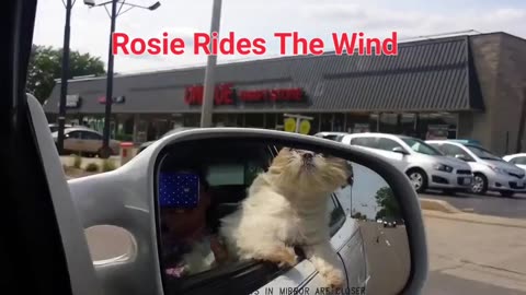 Rosie The Shihtzu Rides The Wind