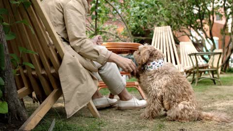 Dog-performing a hand shake trick with a woman