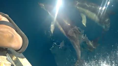 Dolphins Playfully Swim Next to Person on Boat