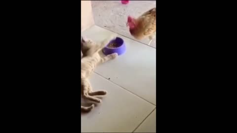 Funny CAT And Dog Videos | Funny Animal Videos
