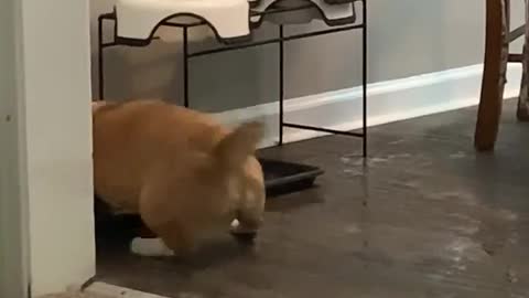 Corgi Sticks His Head in Water Bowl