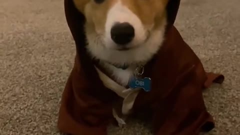 Idk why he does this 😅 IB CertifiedCatMom #corgi #dogsoftiktok #puppy