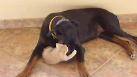 doberman still playing with the kitten