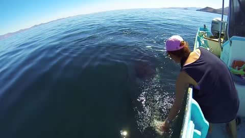 Unique Orca encounter in the Sea of Cortez...Bahia de los Angeles, Mexico.