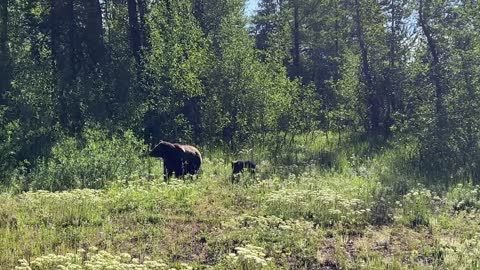 I spotted grizzly bear 399's newest grandkids - her daughter 610 and her new cub triplets. July '22