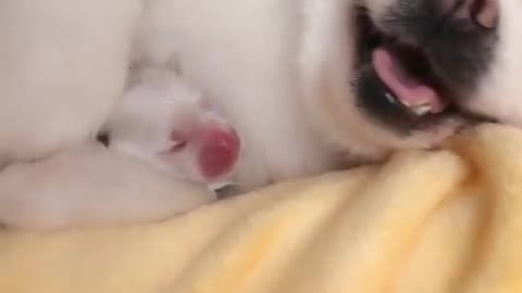 Cute baby dog funny videos