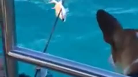 Jack Russell robs a fish from a pole spear