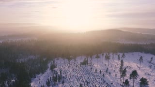 beautiful winter forest