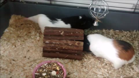 Funny guinea pigs overturn their home