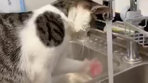 Amazing cat 🐈 trending video