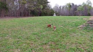 Boxer Puppies Running and Playing